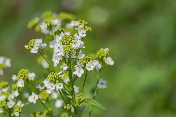 Floración Rábano Picante Común Armoracia Rusticana — Foto de Stock