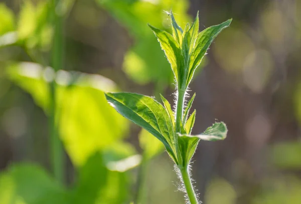 ジューシーな緑のエルサレムアーティチョーク植物が閉じます — ストック写真
