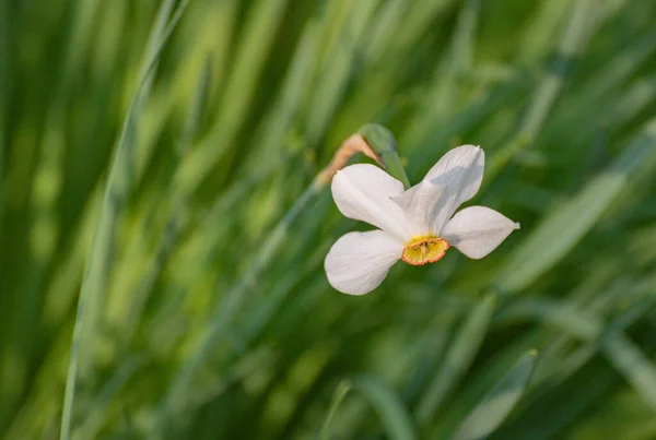 Virágzó Nárcisz Zöld Fűben — Stock Fotó