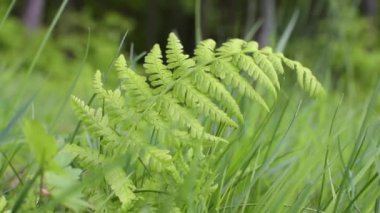 Dağ nehrinin kıyısında genç bir eğrelti otu