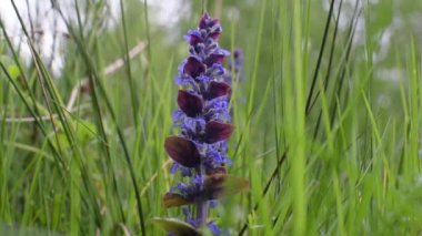 Piramitsel azimli Ajga Piramidi dağlarda