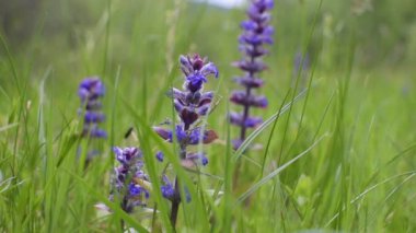 Piramitsel azimli Ajga Piramidi dağlarda