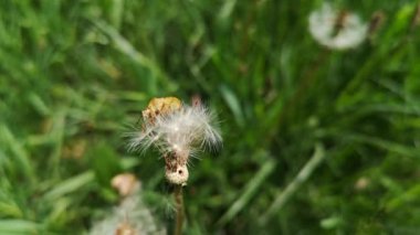 Kahverengi mermer böcek Halyomorpha halys Stel. 