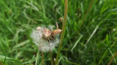 Kahverengi mermer böcek Halyomorpha halys Stel. 