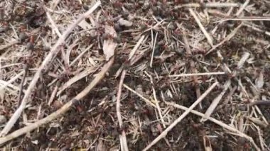 Orman karıncaları vahşi doğada