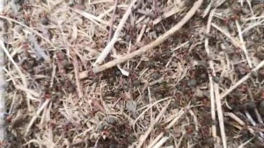 Orman karıncaları vahşi doğada