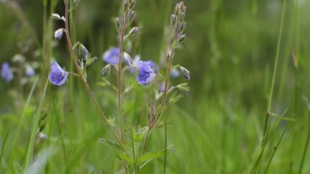 Весенний Цветок Вероника Филиформис Траве — стоковое видео