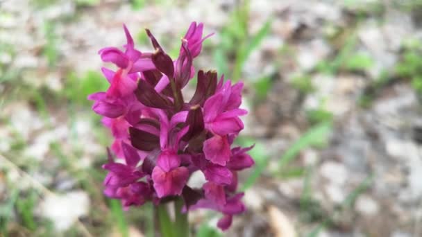 Rzadka Orchidea Anacamptis Morio Karpatach — Wideo stockowe