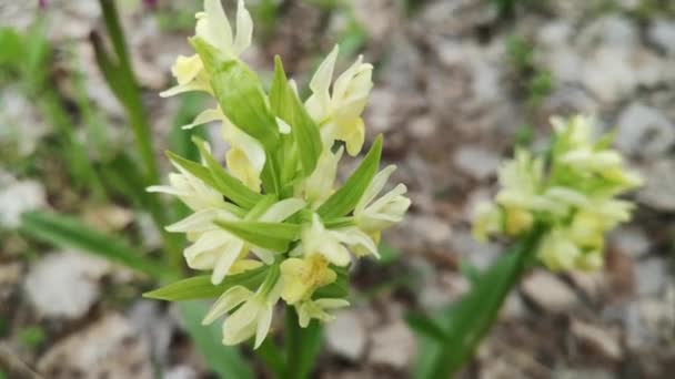 Rzadka Orchidea Anacamptis Morio Karpatach — Wideo stockowe