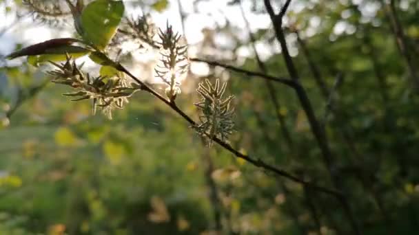 Una Rama Árbol Ciernes Bosque Primavera Montaña — Vídeos de Stock
