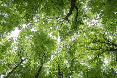 Avrupa kayın ağacı ile bahar ormanı