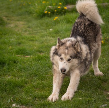 Bir bahar akşamı bahçede Malamute köpeği