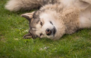 Bir bahar akşamı bahçede Malamute köpeği