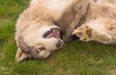 Bir bahar akşamı bahçede Malamute köpeği