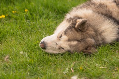 Bir bahar akşamı bahçede Malamute köpeği
