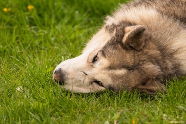 Bir bahar akşamı bahçede Malamute köpeği