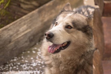 Bir bahar akşamı bahçede Malamute köpeği