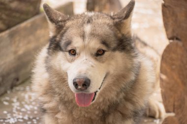 Bir bahar akşamı bahçede Malamute köpeği