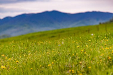 Kırsal dağların bahar manzarası