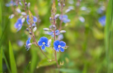 Bahar çiçeği Veronica filiform çimlerde