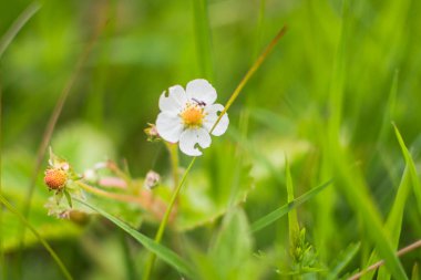 Wild strawberry flower close up