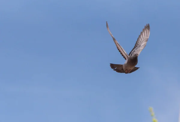 City Pigeon Maneuvers Flight — Stock Photo, Image