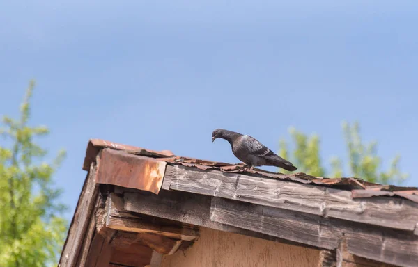 City Pigeon Tiled Roof — Stockfoto