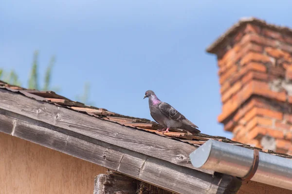 City Pigeon Tiled Roof — Stock Photo, Image