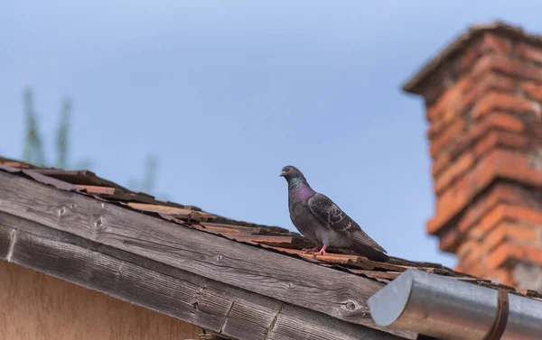 City Pigeon Tiled Roof — Stock Photo, Image