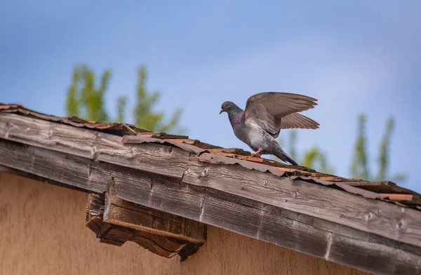City Pigeon Tiled Roof — 스톡 사진
