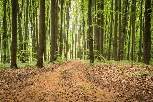 Pădure Primăvară Fag European — Fotografie, imagine de stoc