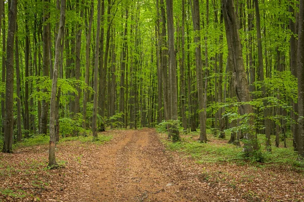 Pădure Primăvară Fag European — Fotografie, imagine de stoc