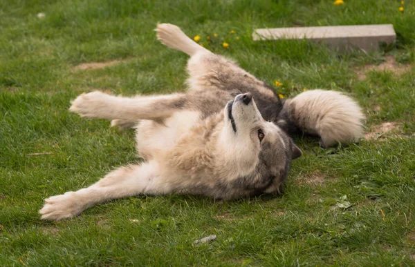 Bir Bahar Akşamı Bahçede Malamute Köpeği — Stok fotoğraf