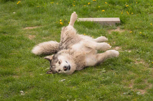 Malamute Σκυλί Ένα Ανοιξιάτικο Βράδυ Στον Κήπο — Φωτογραφία Αρχείου