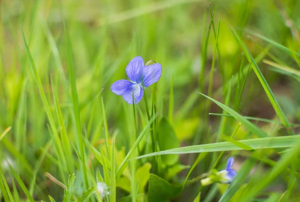 Blue Forest Violet Flowers Grass — Stock Fotó