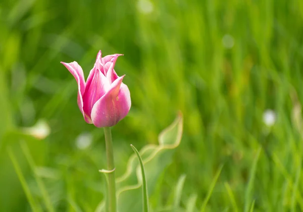 Blooming Pink Varietal Tulip Flower Bed — Stock Photo, Image