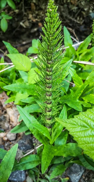Лекарственное Растение Horsetail Equisetum Telmateia Горном Лесу — стоковое фото