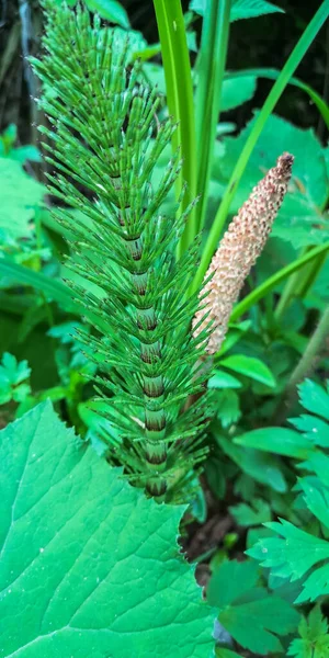 Medicinal Plant Horsetail Equisetum Telmateia Mountain Forest — Stock Photo, Image