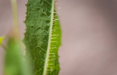 Lactuca virosa 'nın genç bir yaprağının yakın çekimi