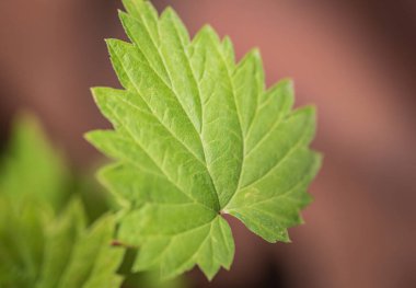 Genç bir sarmaşık çekimine yakın çekim