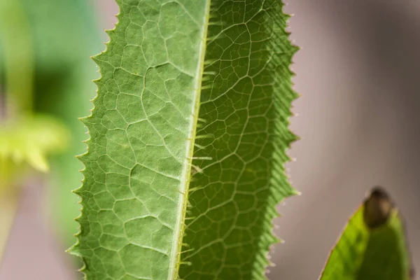 stock image Close-up of a young leaf of Lactuca virosa