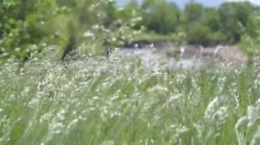 Bromus Secalinus 'un çalılıkları bir dağ nehrinin kıyısında