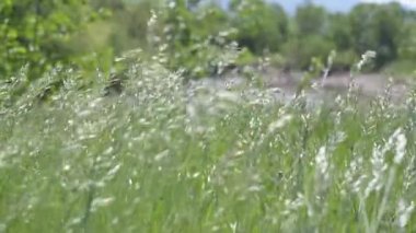 Bromus Secalinus 'un çalılıkları bir dağ nehrinin kıyısında