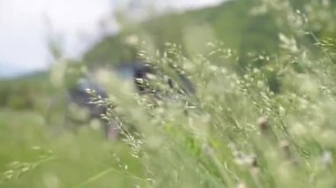 Bromus Secalinus 'un çalılıkları ve bir SUV' nin dış hatları.