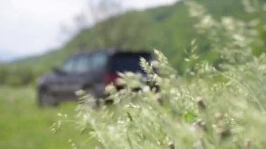 Bromus Secalinus 'un çalılıkları ve bir SUV' nin dış hatları.