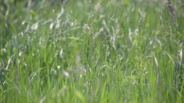 Rüzgarlı bir günde Bromus Secalinus 'la ilkbahar tarlası