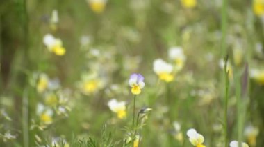 Çimen arka planında çiçek açan Vola rengi 