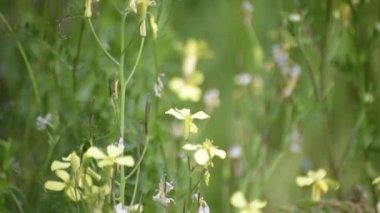 Raphanus Raphanistrum vahşi bir arazide