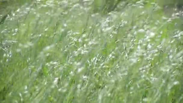 Campo Primavera Com Bromus Secalinus Dia Ventoso — Vídeo de Stock