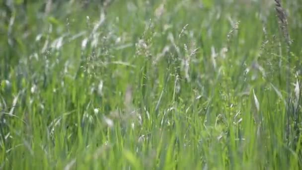 Campo Primavera Con Bromus Secalinus Día Ventoso — Vídeos de Stock